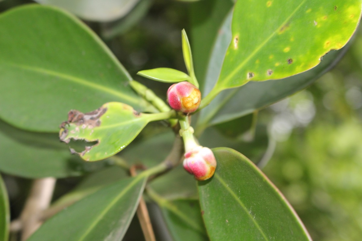 Clusia rosea Jacq.